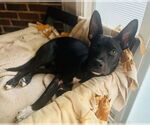 Small #11 German Shepherd Dog Mix