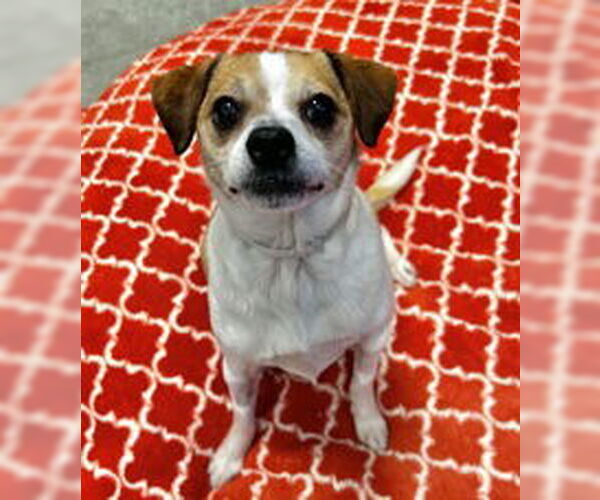 Medium Photo #1 Chihuahua Puppy For Sale in Salinas, CA, USA