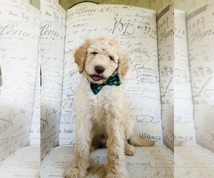 Goldendoodle Puppy for sale in GREELEY, CO, USA