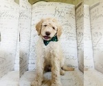 Small Goldendoodle
