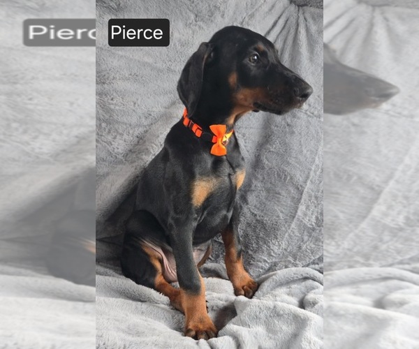 Medium Photo #5 Doberman Pinscher Puppy For Sale in POMEROY, OH, USA