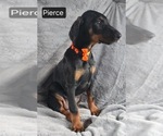 Small #4 Doberman Pinscher