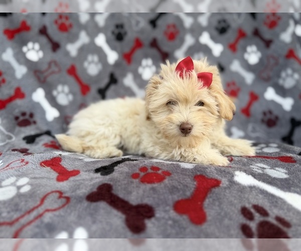 Medium Photo #7 Havapoo Puppy For Sale in LAKELAND, FL, USA