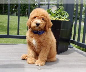 Goldendoodle (Miniature) Puppy for sale in MILLERSBURG, OH, USA