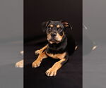 Small #2 American Staffordshire Terrier-Chihuahua Mix
