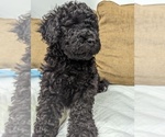 Puppy 9 Portuguese Water Dog