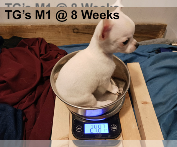 Medium Photo #1 Chihuahua Puppy For Sale in BELLE FOURCHE, SD, USA