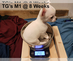 Puppy Male 1 Chihuahua