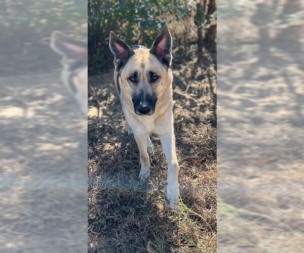 Medium Photo #1 German Shepherd Dog Puppy For Sale in Augusta, GA, USA