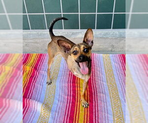 GIBBLE - Male Chihuahua Dog for Adoption - Photo #2