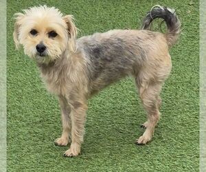 Mutt Dogs for adoption in Carrollton, TX, USA