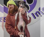 Small #3 Catahoula Leopard Dog Mix