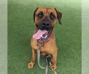 Boxer Dogs for adoption in Camarillo, CA, USA