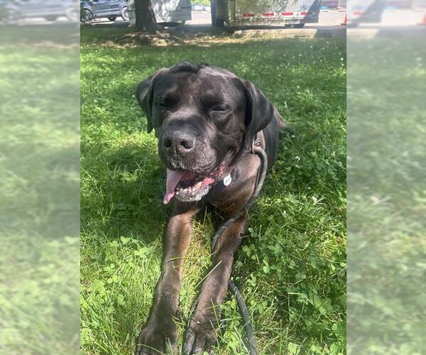 Medium Photo #2 Mutt Puppy For Sale in Forestville, MD, USA