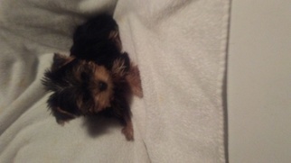 Yorkshire Terrier Puppy for sale in UPLAND, CA, USA