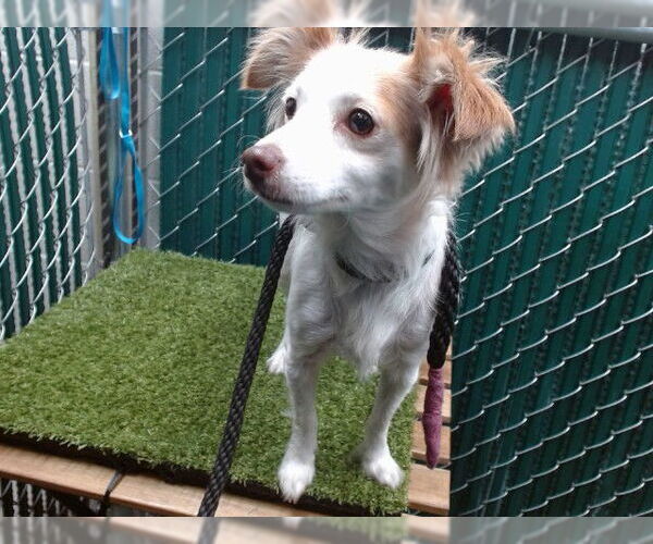 Medium Photo #1 Mutt Puppy For Sale in Downey, CA, USA