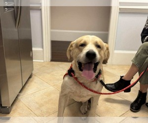Great Pyrenees-Unknown Mix Dogs for adoption in Holly Springs, NC, USA