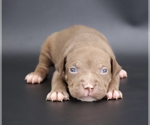 American Bully Puppy for sale in CHAMPAIGN, IL, USA