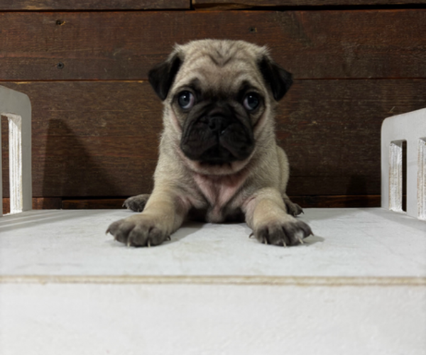 Medium Photo #1 Pug Puppy For Sale in SAINT JOE, IN, USA