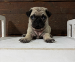 Puppy Porter Pug