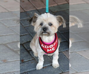 Tootsie - Female Shih Tzu-Unknown Mix Dog for Adoption - Photo #4