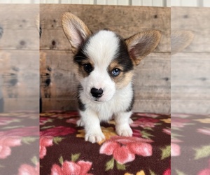 Pembroke Welsh Corgi Puppy for sale in VERMONTVILLE, MI, USA
