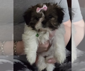 Shih Tzu Puppy for Sale in PERRY, Michigan USA