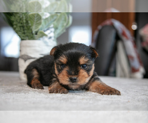 Medium Yorkshire Terrier