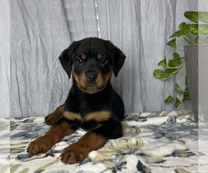 Rottweiler Puppy for sale in GREENWOOD, IN, USA