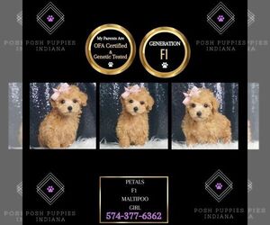 Maltipoo Puppy for sale in WARSAW, IN, USA