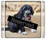 Small Photo #1 Portuguese Water Dog Puppy For Sale in RIGBY, ID, USA
