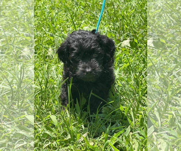 Medium Photo #3 Mutt Puppy For Sale in HOPKINSVILLE/PRINCETON, KY, NH, USA