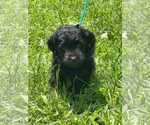 Small #2 Mutt