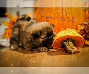 Chow Chow Puppy for sale in FORT LEWIS, WA, USA