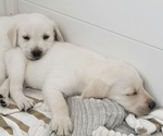 Small #2 Labrador Retriever