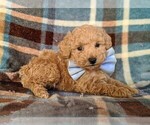 Small Photo #5 Poodle (Miniature) Puppy For Sale in KINZERS, PA, USA