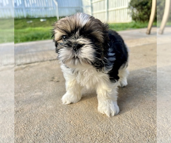 Medium Photo #10 Shih Tzu Puppy For Sale in CHARLOTTE, NC, USA
