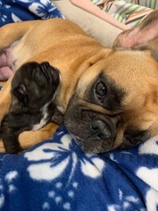 Mother of the French Bulldog puppies born on 11/26/2018