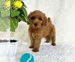 Image preview for Ad Listing. Nickname: Grover