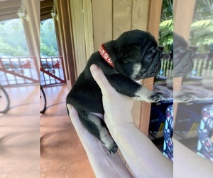 French Bulldog Puppy for sale in KEAAU, HI, USA