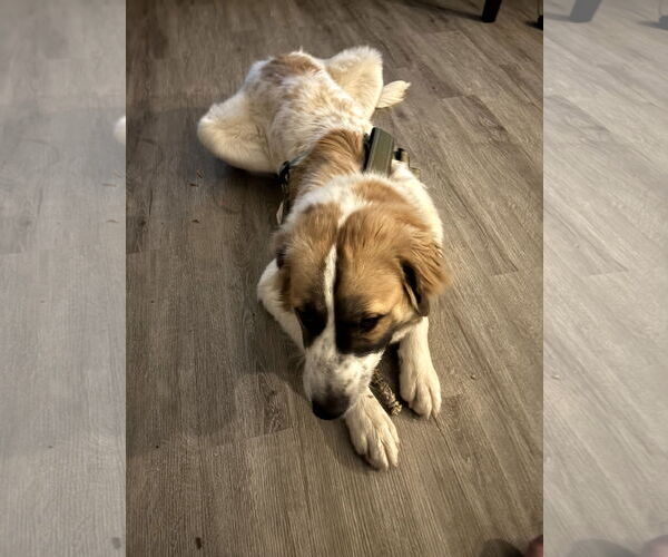 Medium Photo #2 Great Pyrenees-Unknown Mix Puppy For Sale in Wheaton, IL, USA