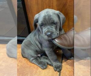 Cane Corso Puppy for sale in SELINSGROVE, PA, USA