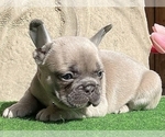 Small #4 French Bulldog