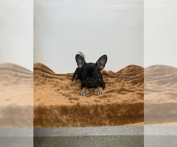 Medium Photo #1 French Bullhuahua Puppy For Sale in Fremont, CA, USA
