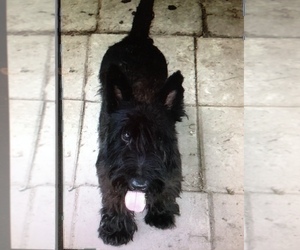 Father of the Scottish Terrier puppies born on 04/13/2025