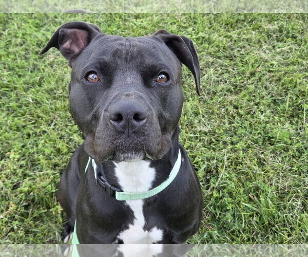 Medium Photo #2 American Pit Bull Terrier-Unknown Mix Puppy For Sale in Millersville, MD, USA