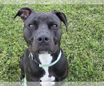 Small #1 American Pit Bull Terrier Mix