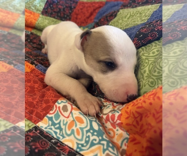 Medium Photo #1 Whippet Puppy For Sale in ONEIDA, TN, USA