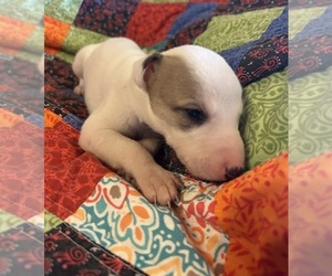 Whippet Puppy for sale in ONEIDA, TN, USA