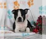 Small Photo #6 Boston Terrier Puppy For Sale in GORDONVILLE, PA, USA